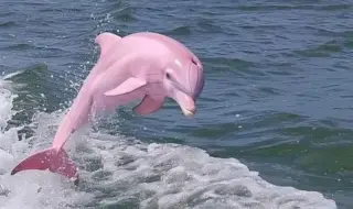 СНИМКА на розов делфин в Черно море предизвика фурор в мрежата