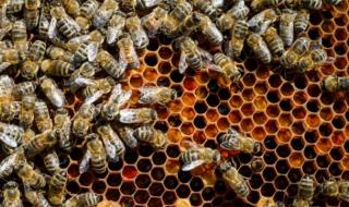 Пчелният мед поскъпва 3 пъти от кошера до трапезата ни