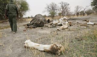 Масова смърт на слонове е обвита в мистерия