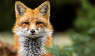 Лисица предизвика кървава баня в зоопарк 