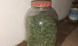 Днешната марихуана е ГМО, води до шизофрения