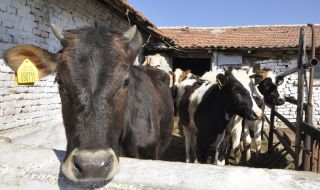 Липсват 2/3 от животните в софийски ферми, кандидатствали за субсидии