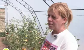 Малка видинска община произвежда плодове и зеленчуци, за да се справи с безработицата