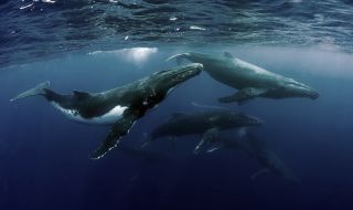 Стотици пилотни кита загинаха край Нова Зеландия (СНИМКИ)