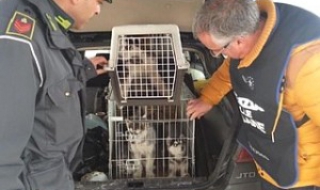 Хванаха българин трафикант на расови кучета в Италия