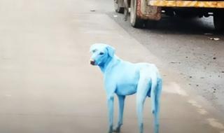 Сини кучета се готвят да превземат милионен град (ВИДЕО)