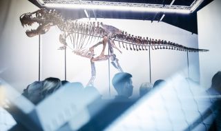 Първи за Европа скелет на Тиранозавър рекс бе продаден за 6 милиона долара (СНИМКИ)