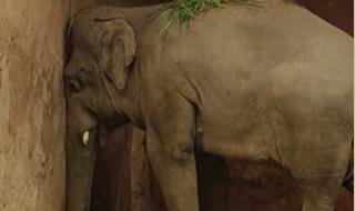 Най-самотният слон на света вече си има приятел 