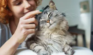 8 август - Отбелязваме международния ден на котката