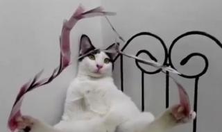 Котка магьосник подлуди интернет (ВИДЕО)