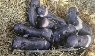 Родиха се осем мини прасенца в Бургаския зоопарк