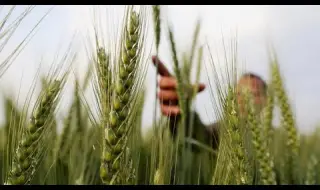 The prices of bread wheat and corn on the world stock markets have increased 