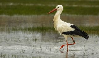 Рибар и щъркел празнуват своето 11-годишно приятелство