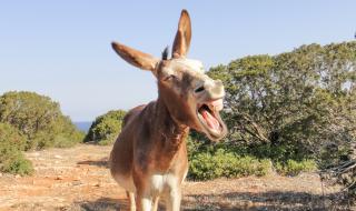 Притча: Магаретата на Бог