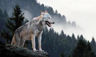 Вълк рани две деца в Полша