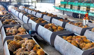 We consumed over 6,000 tons of palm oil in the first six months of the year alone 