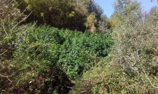 Иззеха над 4 тона канабис