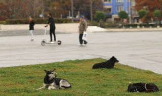 В Бургас: Глутница бездомни кучета стресира хората всяка сутрин