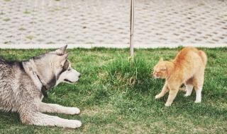 Куче се сблъска с банда улични котки и... (ВИДЕО)