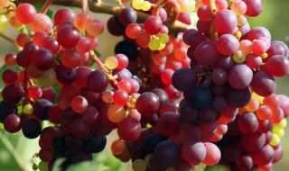 Лозари ще изхвърлят грозде в знак на протест