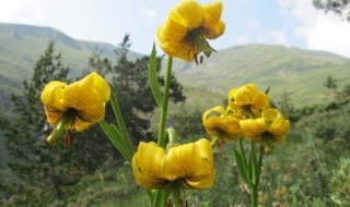 Самодивско лале и съсънка се завърнаха в Рила