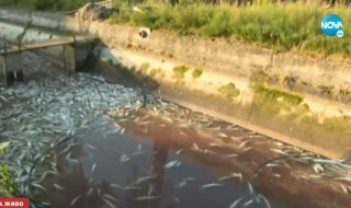 Тонове мъртва риба в Своге - иде ли екокатастрофа