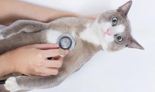 Поредна домашна котка, заразена с коронавирус