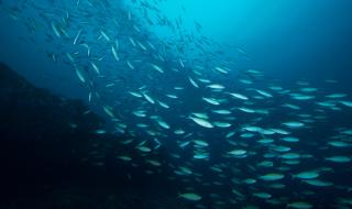 Тревожни данни за рибните запаси