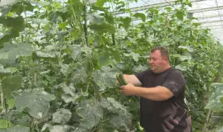 Внос уби българската краставица. Родни крави хрупат зеленчука