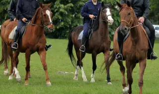 They are looking for straw for the police horses in the SDVR 