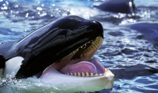 Две косатки убиха 20 акули и изядоха черните им дробове (СНИМКА)