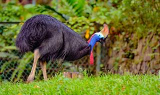 Най-страшната птица в света уби стопанина си