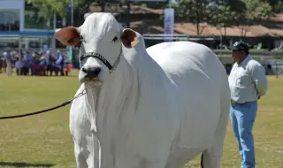 Най-скъпата крава в света струва 4 милиона долара (ВИДЕО+СНИМКИ)
