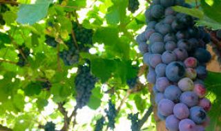 Приемат проекти за инвестиции от лозари и винари