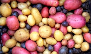 Американци ще боядисват картофи вместо яйца за Великден