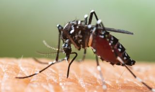 Глобалното затопляне превръща комарите в истински зверове