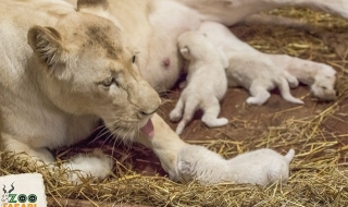 Редки бели лъвчета и тигри се родиха в полски зоопарк