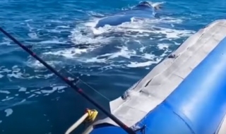 Рибар намери нещо по-голямо, отколкото очакваше (Видео)