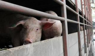 БГ компания с лиценз в САЩ за ваксина срещу африканска чума по свинете
