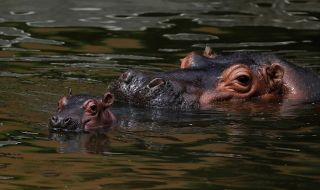 Хипопотамите на колумбийския наркобарон