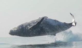 Полетът на един 40-тонен кит (ВИДЕО)