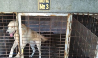 БАБХ: Приютът за кучета в Кърджали е изряден