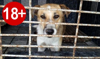 Зоозащитници настояват за закриване на приюта за кучета в Кърджали (18+)