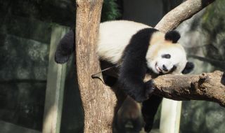 Най-старата панда в света почина на 38 години
