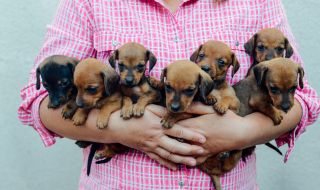 7 дребни породи кучета - идеални за домашни любимци
