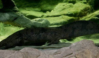 Чешки зоопарк се похвали: Имаме най-дългия саламандър в света