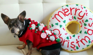 Жена похарчи 5000 паунда за коледни подаръци за кучето си