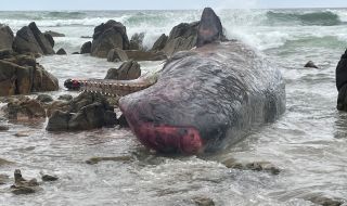 Стотици китове измират изхвърлени на бреговете край Тасмания (СНИМКИ)