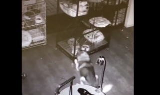 Хъски избяга от клетка, освободи побратимите си (Видео)