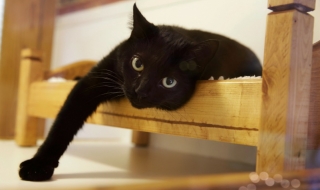 Котка избяга от дома си в Холандия. Намериха я в Австрия